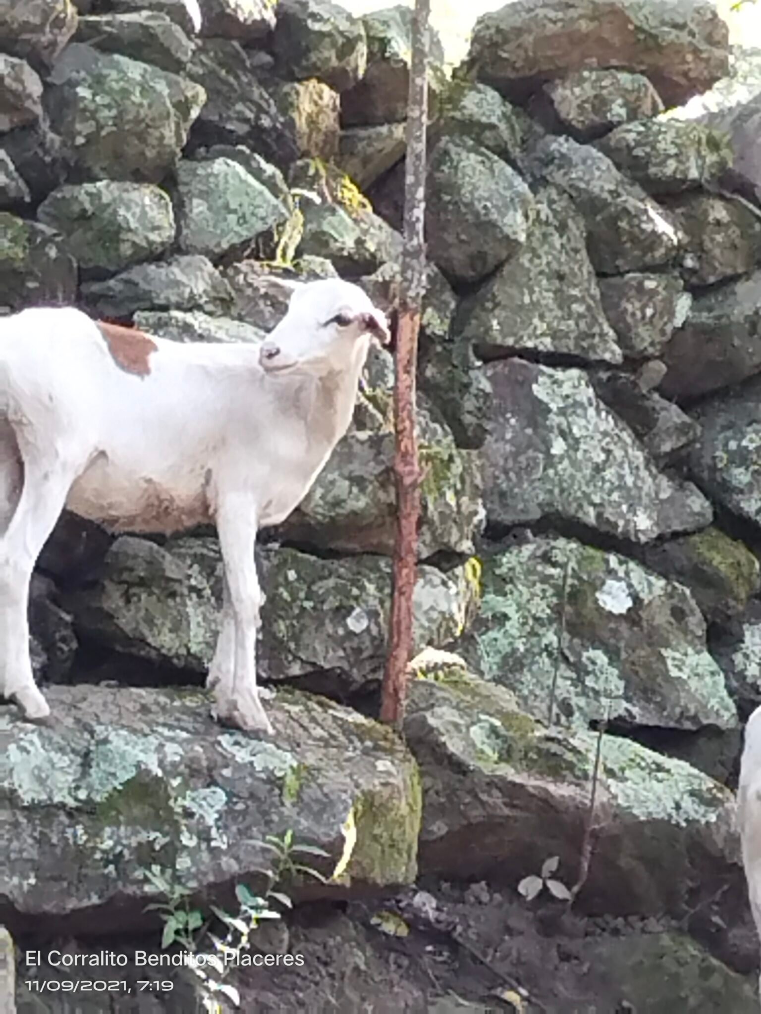 filter: 0; fileterIntensity: 0.0; filterMask: 0; module: h; 
hw-remosaic: 0; 
touch: (-1.0, -1.0); 
modeInfo: ; 
sceneMode: NightHDR; 
cct_value: 0; 
AI_Scene: (-1, -1); 
aec_lux: 211.492; 
hist255: 0.0; 
hist252~255: 0.0; 
hist0~15: 0.0;