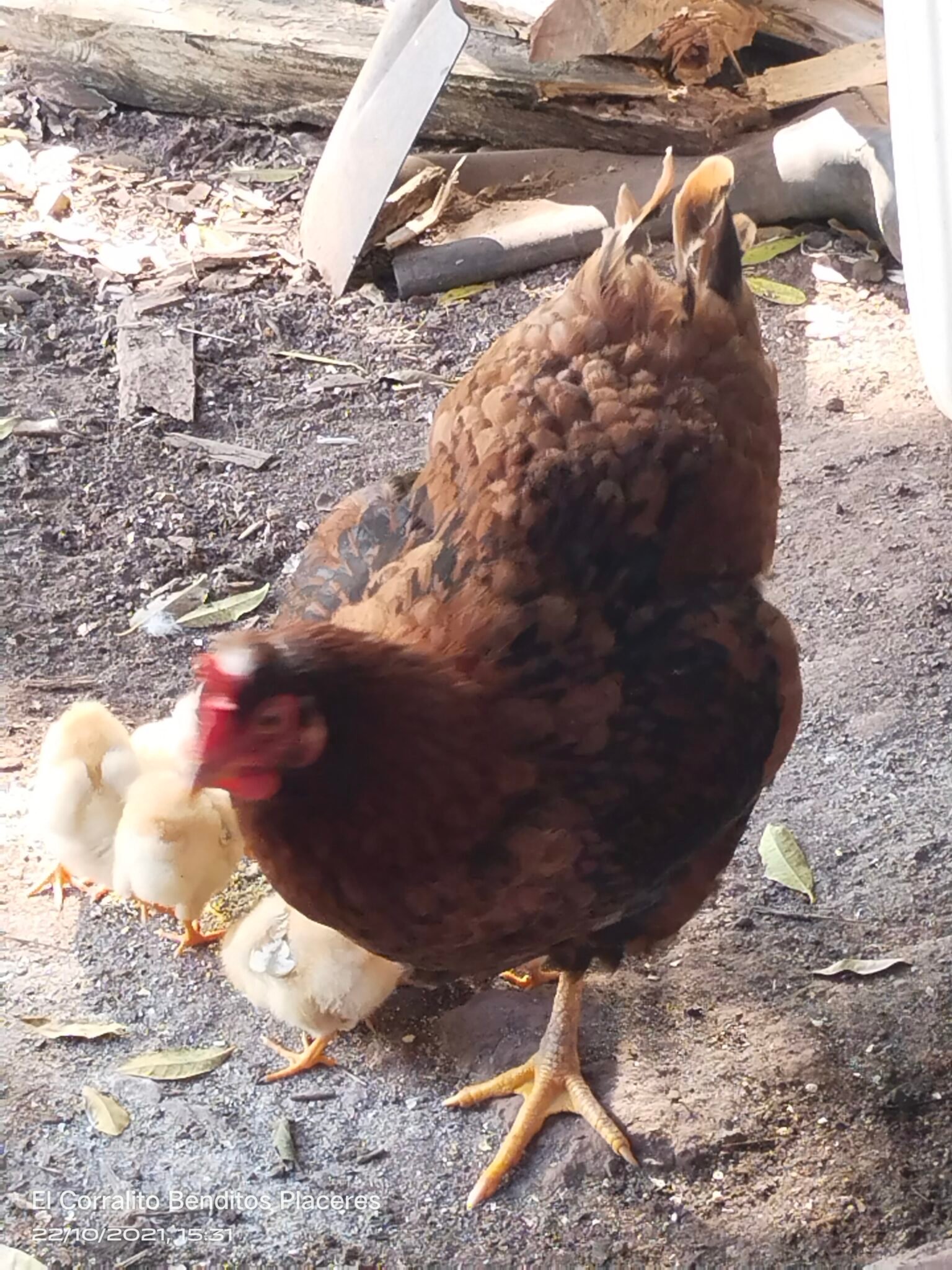 filter: 0; fileterIntensity: 0.0; filterMask: 0; module: h; 
hw-remosaic: 0; 
touch: (-1.0, -1.0); 
modeInfo: ; 
sceneMode: NightHDR; 
cct_value: 0; 
AI_Scene: (-1, -1); 
aec_lux: 196.51932; 
hist255: 0.0; 
hist252~255: 0.0; 
hist0~15: 0.0;