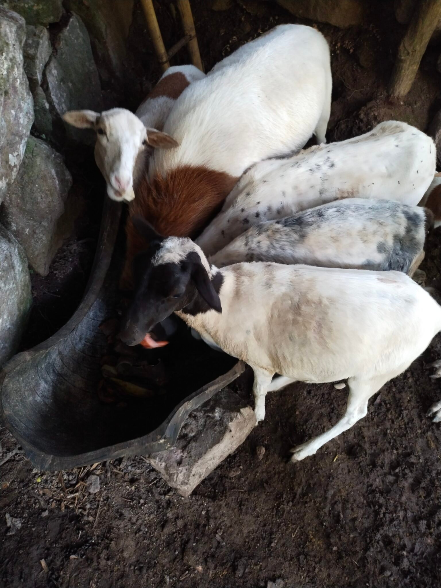 filter: 0; fileterIntensity: 0.0; filterMask: 0; module: h; 
hw-remosaic: 0; 
touch: (-1.0, -1.0); 
modeInfo: ; 
sceneMode: Night; 
cct_value: 0; 
AI_Scene: (-1, -1); 
aec_lux: 287.70447; 
hist255: 0.0; 
hist252~255: 0.0; 
hist0~15: 0.0;