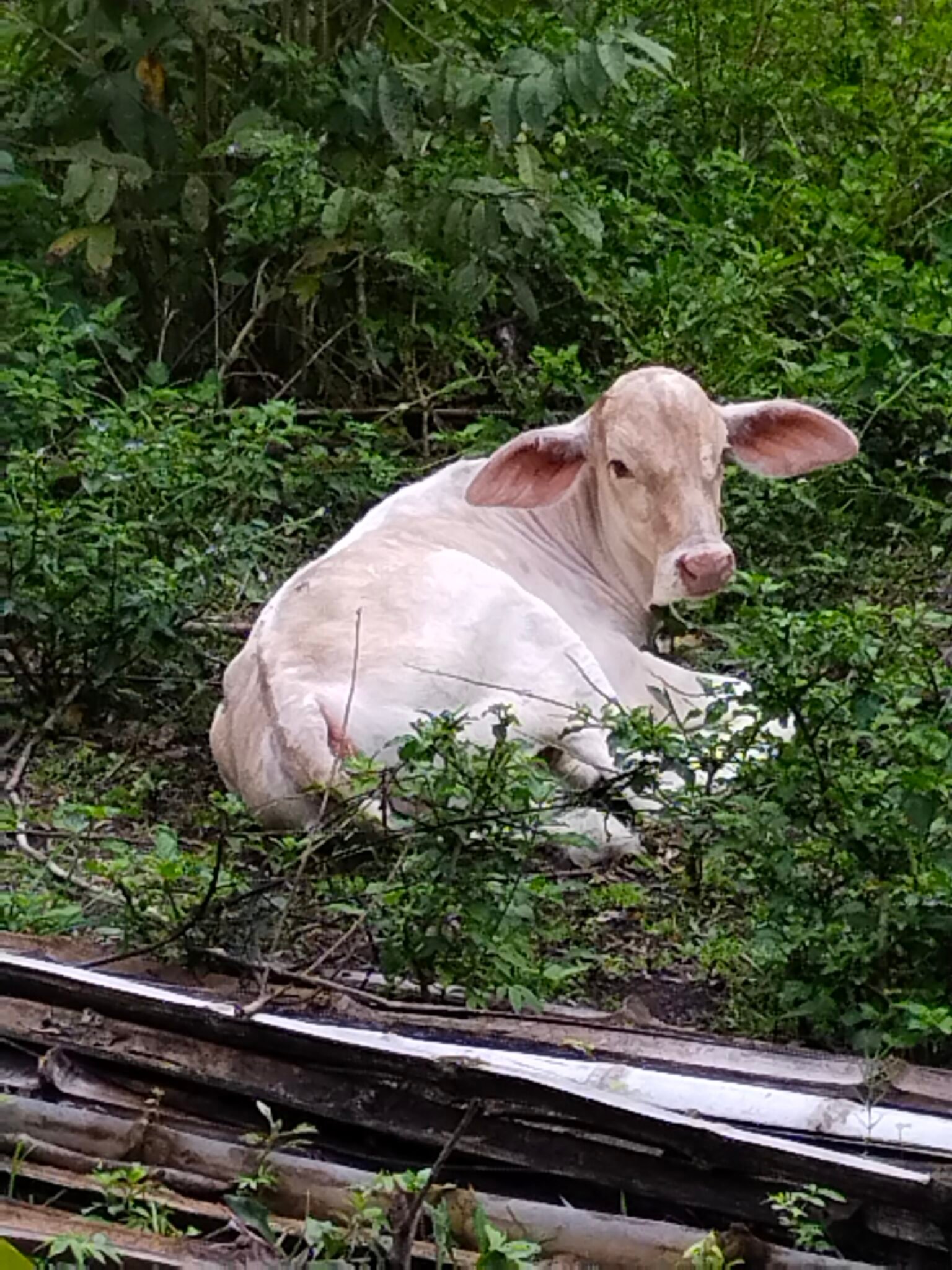 filter: 0; fileterIntensity: 0.0; filterMask: 0; module: h; 
hw-remosaic: 0; 
touch: (-1.0, -1.0); 
modeInfo: ; 
sceneMode: Auto; 
cct_value: 0; 
AI_Scene: (-1, -1); 
aec_lux: 147.31393; 
hist255: 0.0; 
hist252~255: 0.0; 
hist0~15: 0.0;