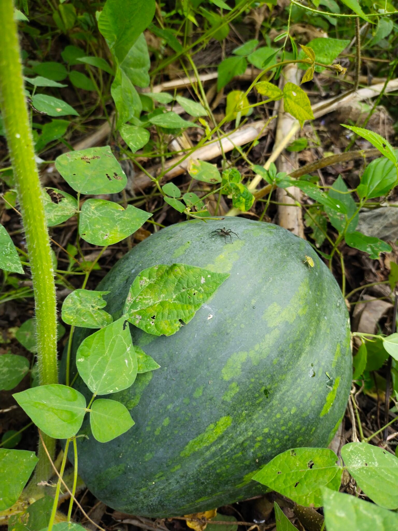 filter: 0; fileterIntensity: 0.0; filterMask: 0; module: n; 
hw-remosaic: 0; 
touch: (-1.0, -1.0); 
modeInfo: Beauty ; 
sceneMode: Auto; 
cct_value: 0; 
AI_Scene: (-1, -1); 
aec_lux: 166.73209; 
hist255: 0.0; 
hist252~255: 0.0; 
hist0~15: 0.0;