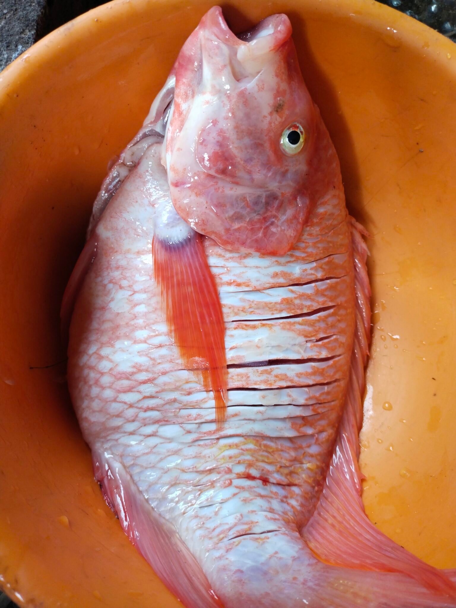 filter: 0; fileterIntensity: 0.0; filterMask: 0; module: h; 
hw-remosaic: 0; 
touch: (-1.0, -1.0); 
modeInfo: ; 
sceneMode: Auto; 
cct_value: 0; 
AI_Scene: (-1, -1); 
aec_lux: 194.36844; 
hist255: 0.0; 
hist252~255: 0.0; 
hist0~15: 0.0;