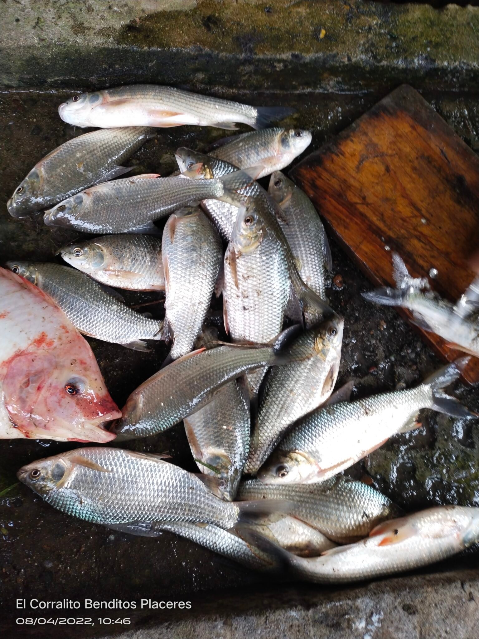 filter: 0; fileterIntensity: 0.0; filterMask: 0; module: h; 
hw-remosaic: 0; 
touch: (-1.0, -1.0); 
modeInfo: ; 
sceneMode: SFHDR; 
cct_value: 0; 
AI_Scene: (-1, -1); 
aec_lux: 193.29306; 
hist255: 0.0; 
hist252~255: 0.0; 
hist0~15: 0.0;